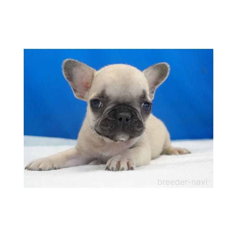 販売中の愛知県のフレンチブルドッグ-430290の1枚目