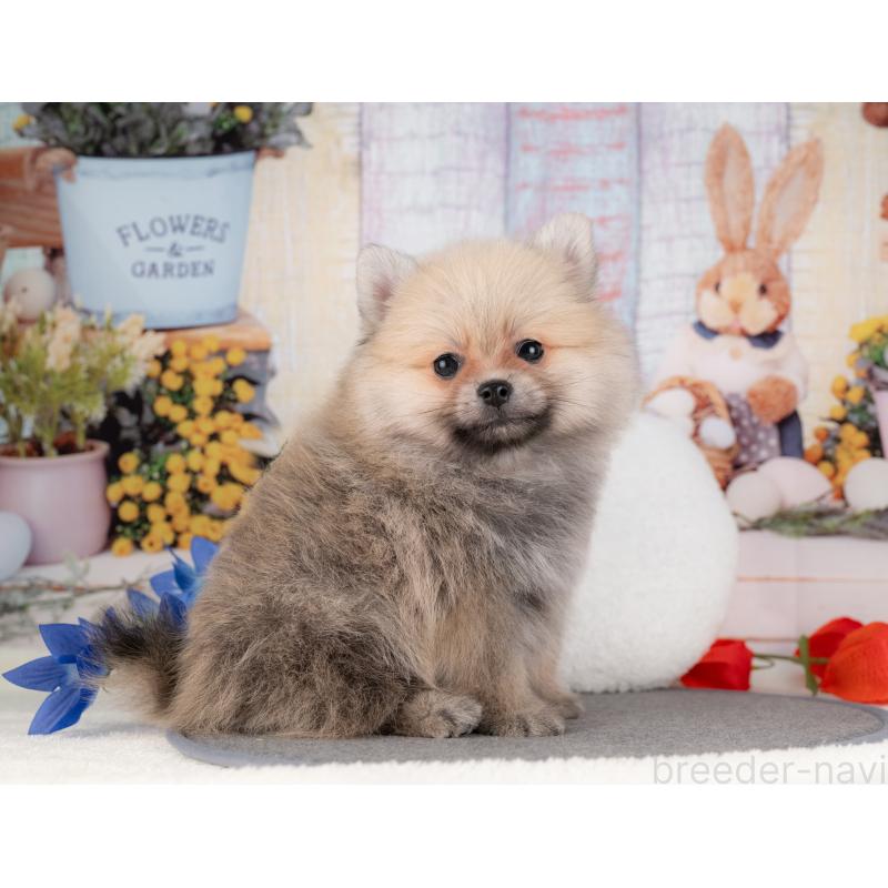 販売中の愛知県のポメラニアン-430293の3枚目