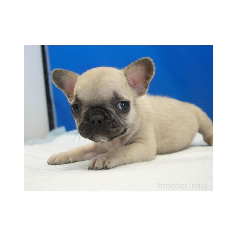 販売中の愛知県のフレンチブルドッグ-430290の4枚目