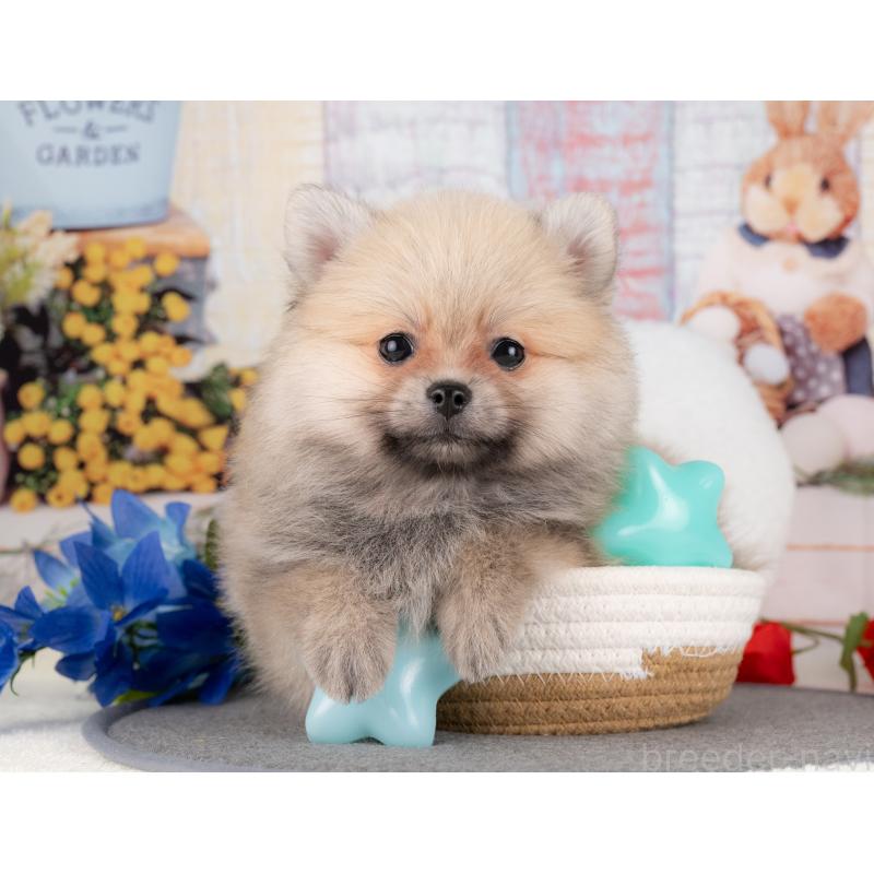 販売中の愛知県のポメラニアン-430293の2枚目