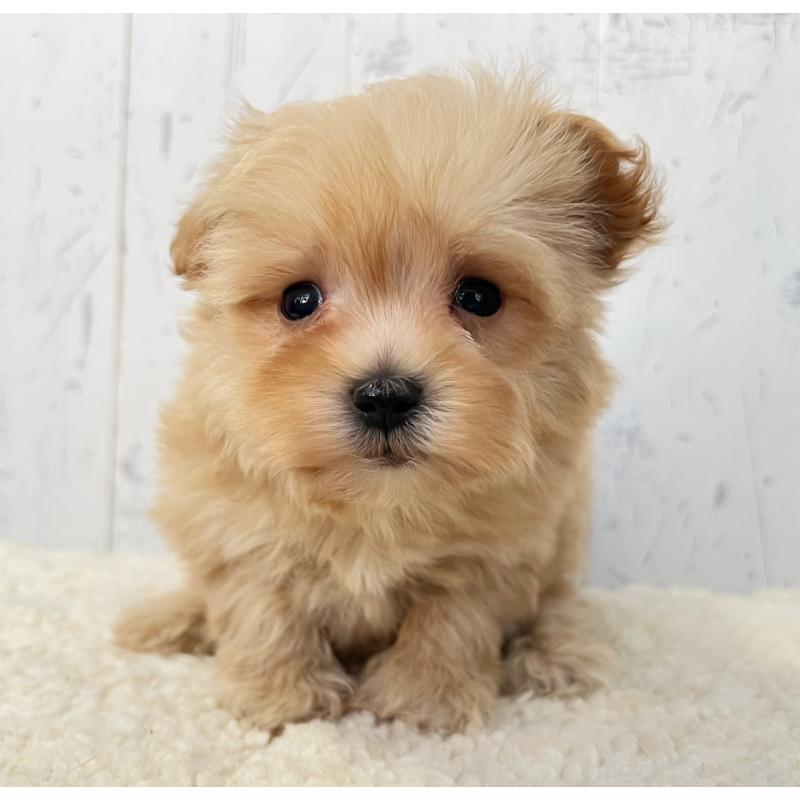 販売中の千葉県のミックス犬-430292の1枚目