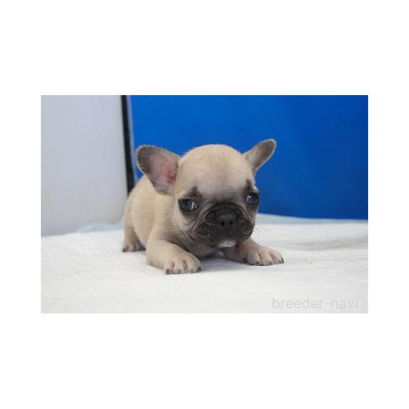 販売中の愛知県のフレンチブルドッグ-430290の3枚目
