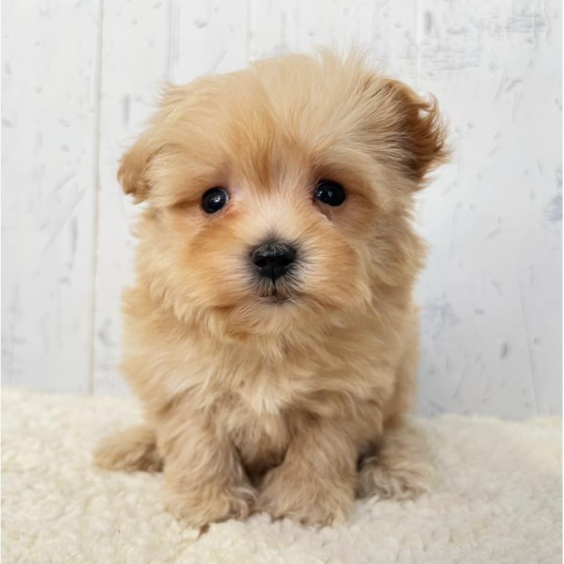 販売中の千葉県のミックス犬-430292の5枚目