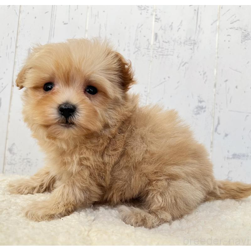 販売中の千葉県のミックス犬-430292の4枚目