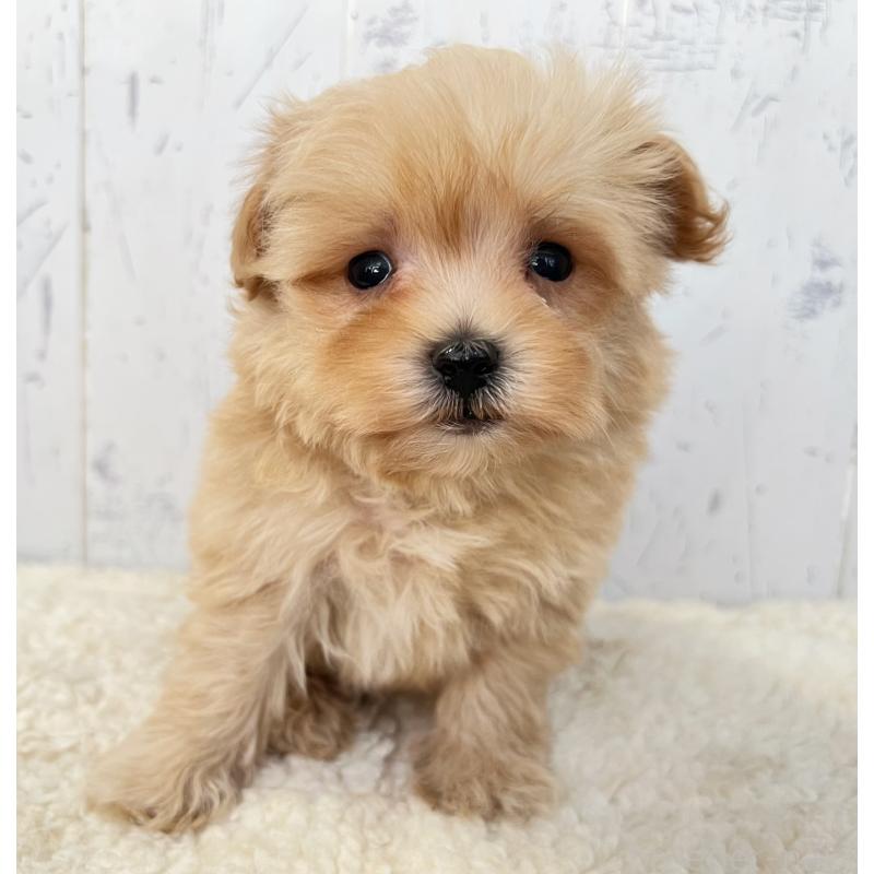 販売中の千葉県のミックス犬-430292の2枚目