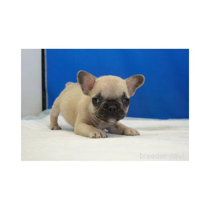 販売中の愛知県のフレンチブルドッグ-430290の2枚目