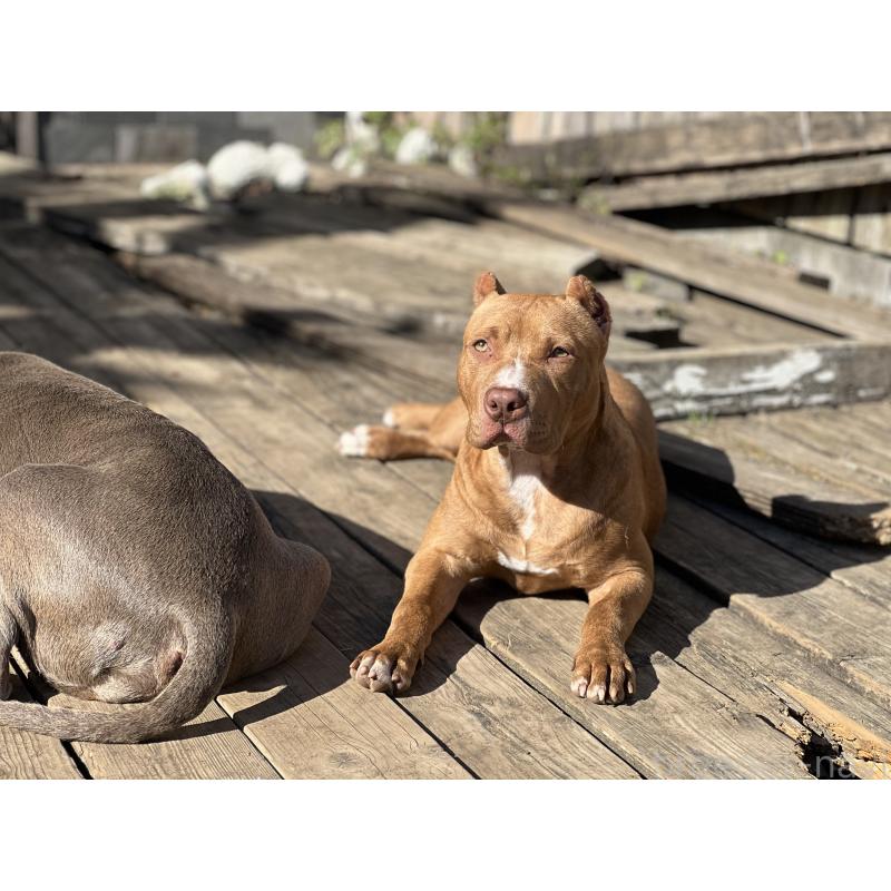 販売中の千葉県のアメリカンピットブルテリア-430304の6枚目