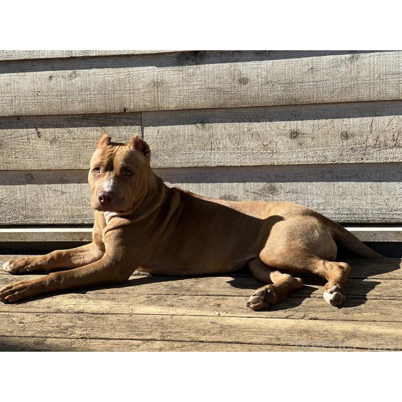 販売中の千葉県のアメリカンピットブルテリア-430304の5枚目