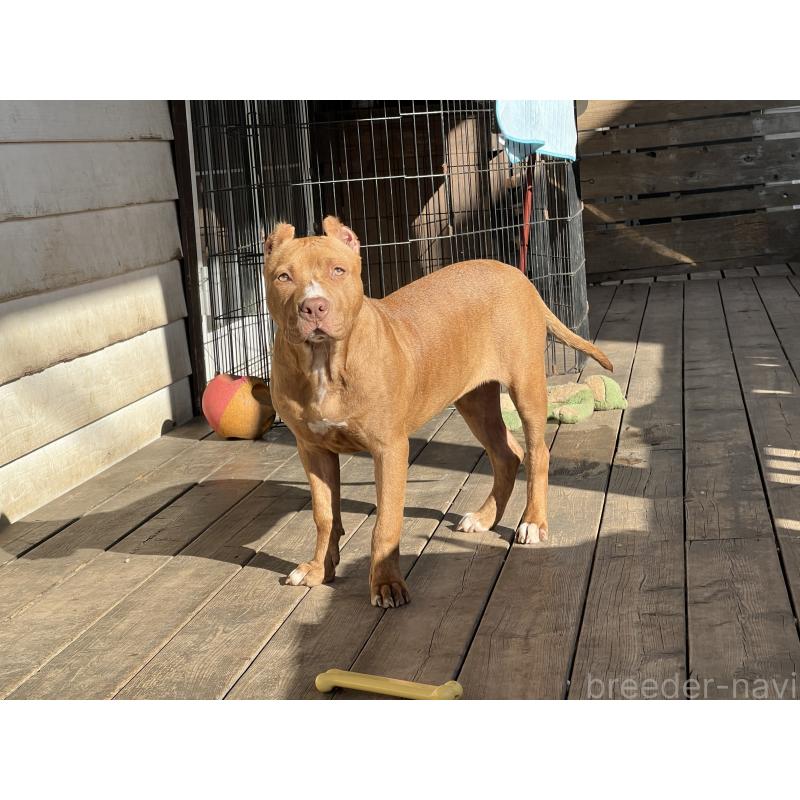 販売中の千葉県のアメリカンピットブルテリア-430304の4枚目