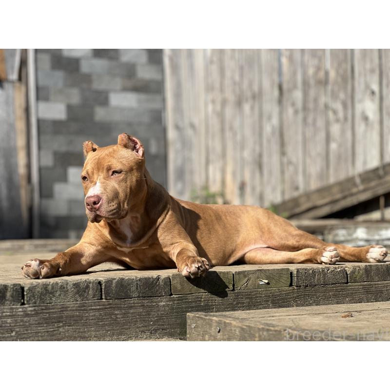 販売中の千葉県のアメリカンピットブルテリア-430304の2枚目