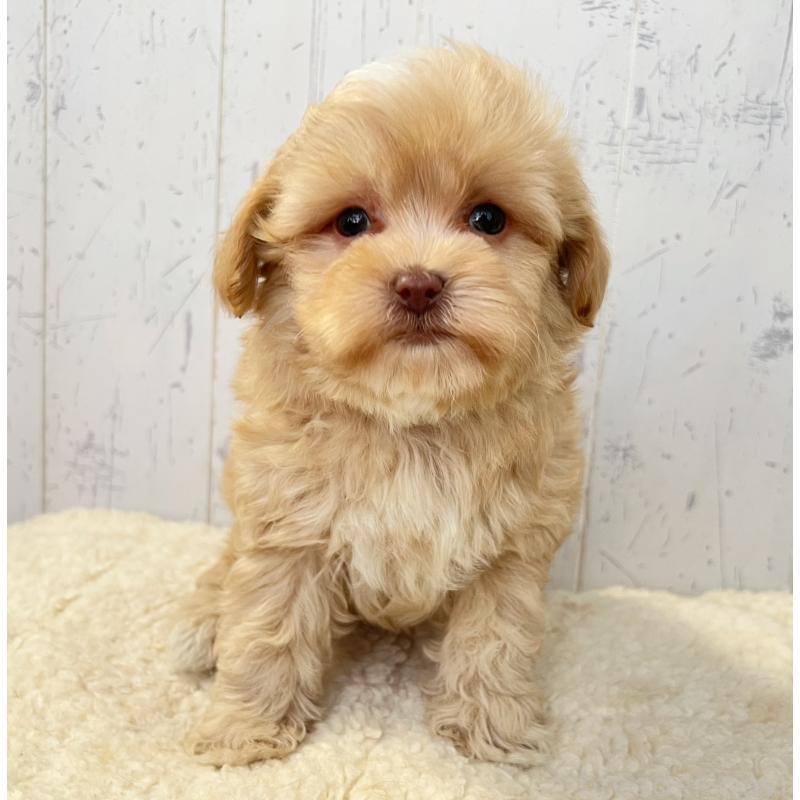 販売中の千葉県のミックス犬-430295