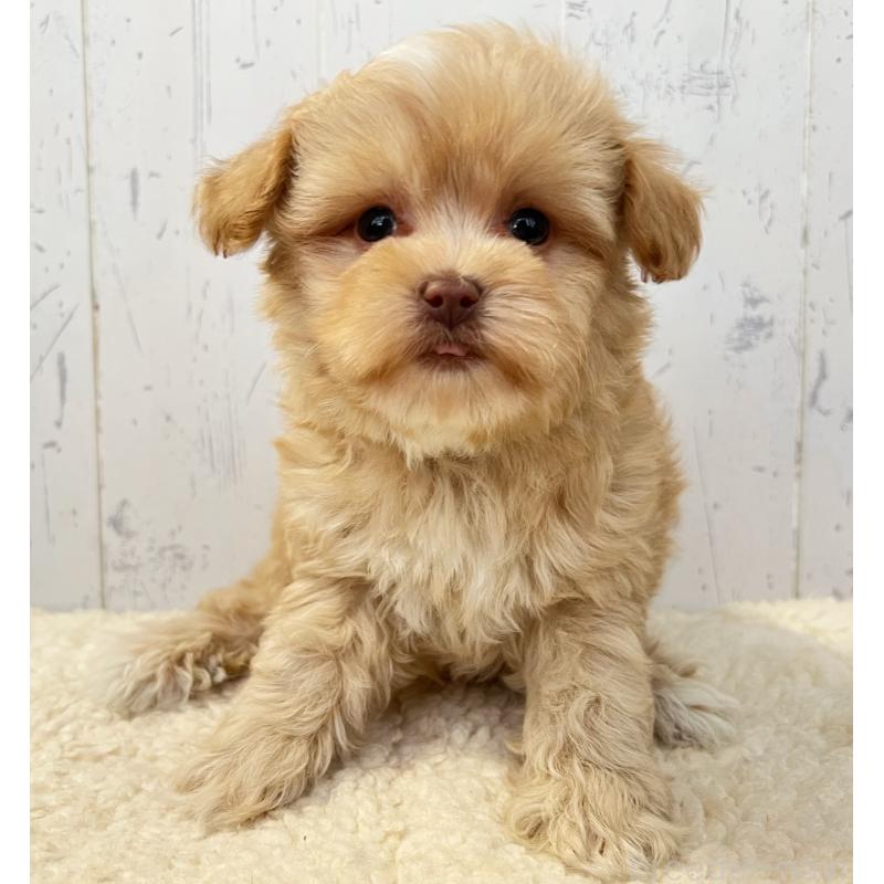 販売中の千葉県のミックス犬-430295の5枚目