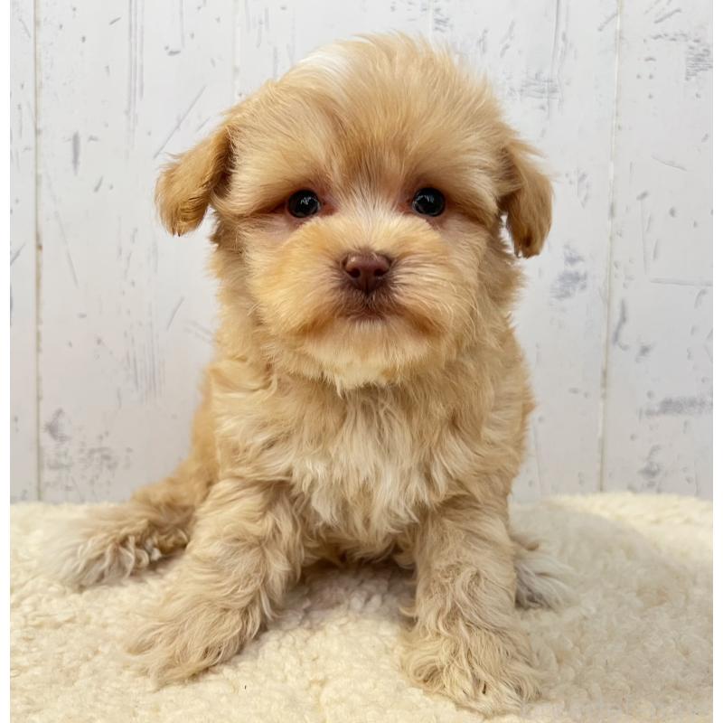 販売中の千葉県のミックス犬-430295の4枚目