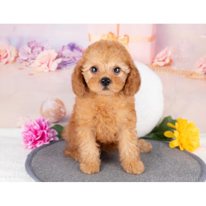 販売中の愛知県のトイプードル-430298の4枚目