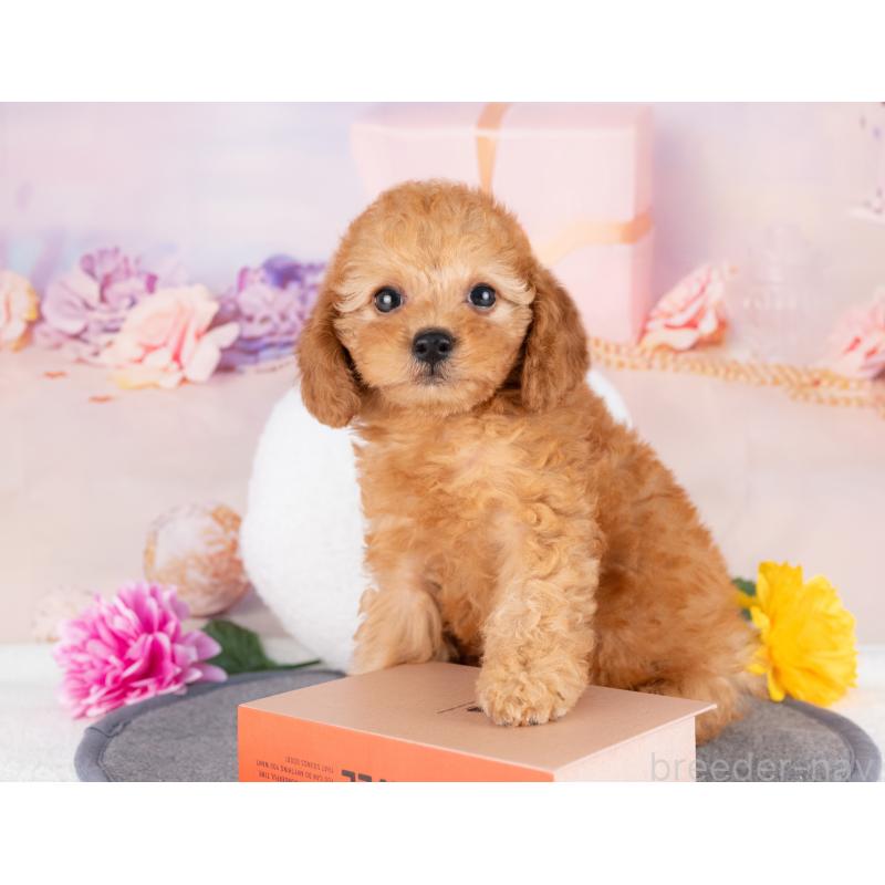 販売中の愛知県のトイプードル-430298の3枚目