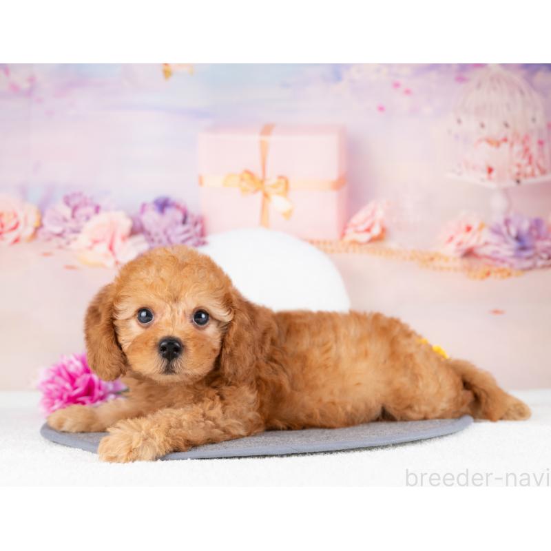 販売中の愛知県のトイプードル-430298の2枚目