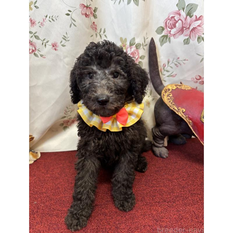 成約済の福岡県のスタンダードプードル-429749の4枚目