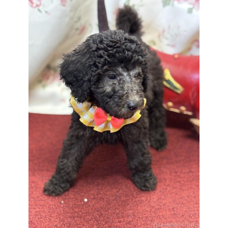 成約済の福岡県のスタンダードプードル-429749の3枚目