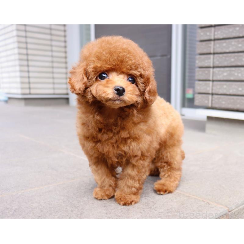 販売中の岡山県のタイニープードル-419770の17枚目