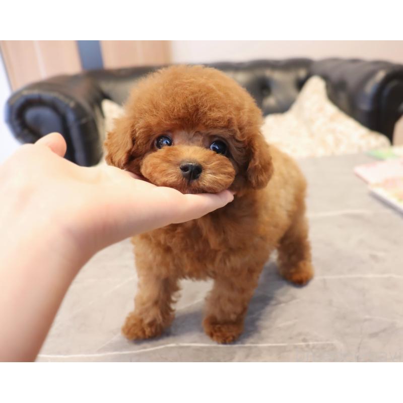 販売中の岡山県のタイニープードル-419770の15枚目