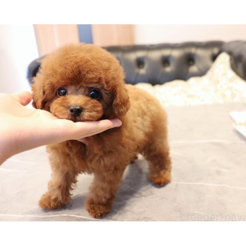 販売中の岡山県のタイニープードル-419770の14枚目