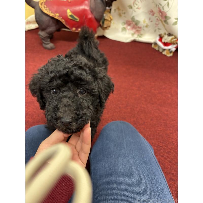 販売中の福岡県のスタンダードプードル-430303の4枚目