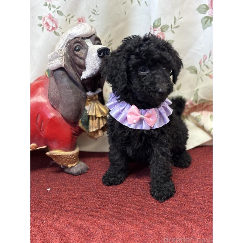 販売中の福岡県のスタンダードプードル-430303の3枚目