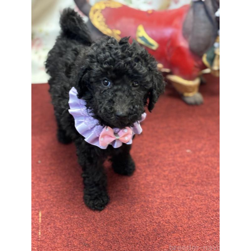 販売中の福岡県のスタンダードプードル-430303の2枚目