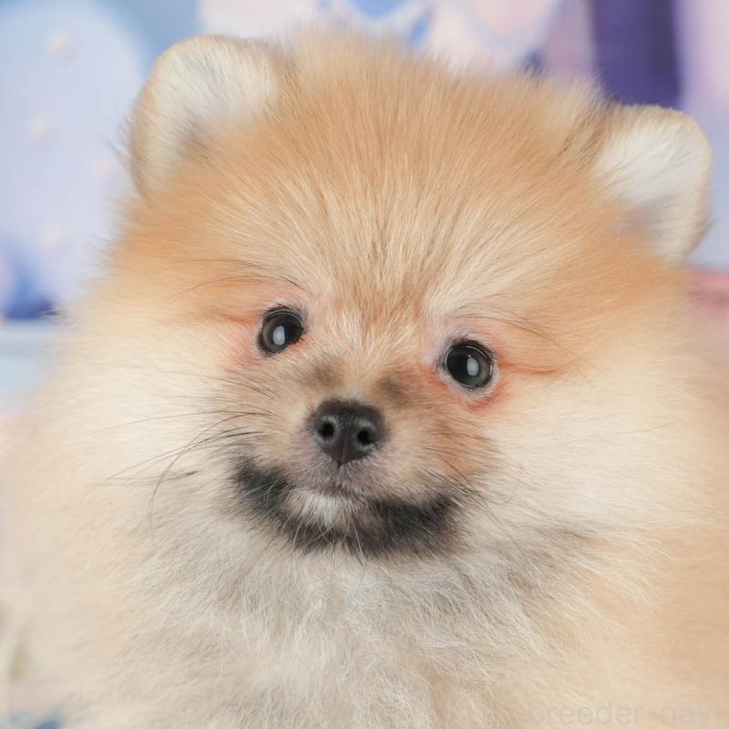 販売中の茨城県のポメラニアン-430302の8枚目