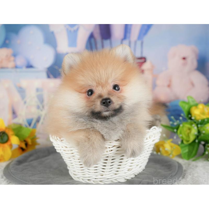 販売中の茨城県のポメラニアン-430302の7枚目