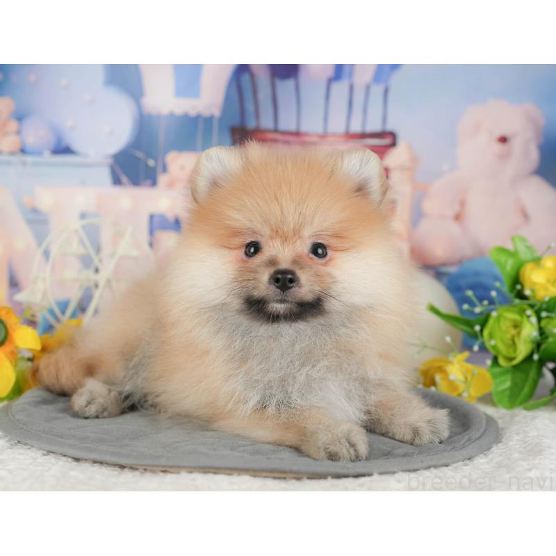 販売中の茨城県のポメラニアン-430302の6枚目