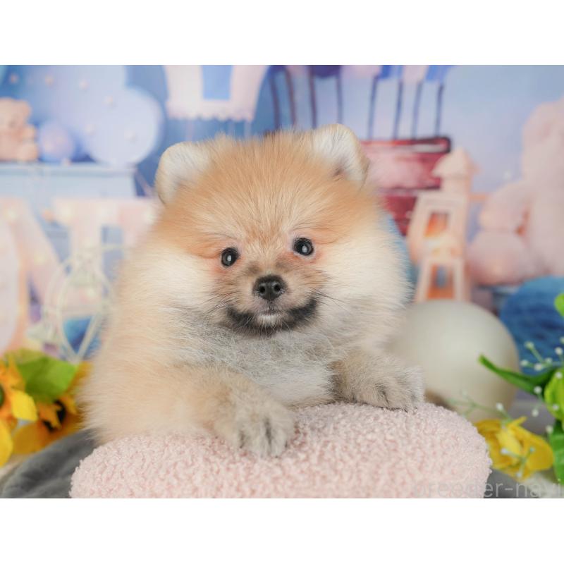 販売中の茨城県のポメラニアン-430302の5枚目