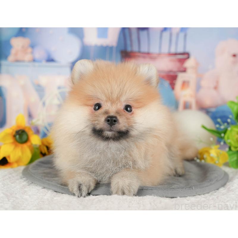 販売中の茨城県のポメラニアン-430302の4枚目