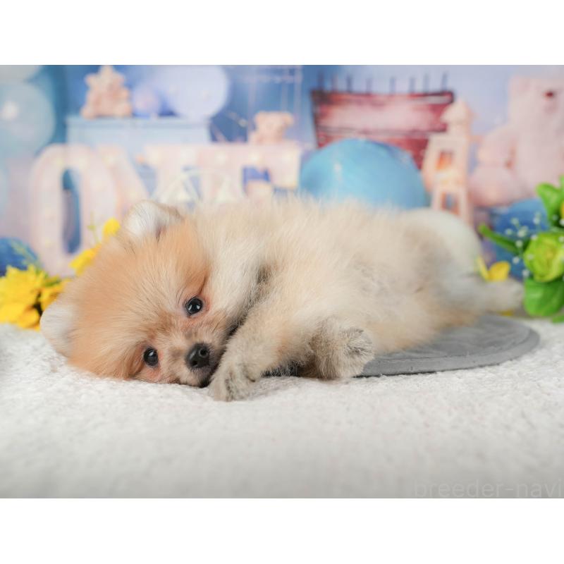 販売中の茨城県のポメラニアン-430302の3枚目