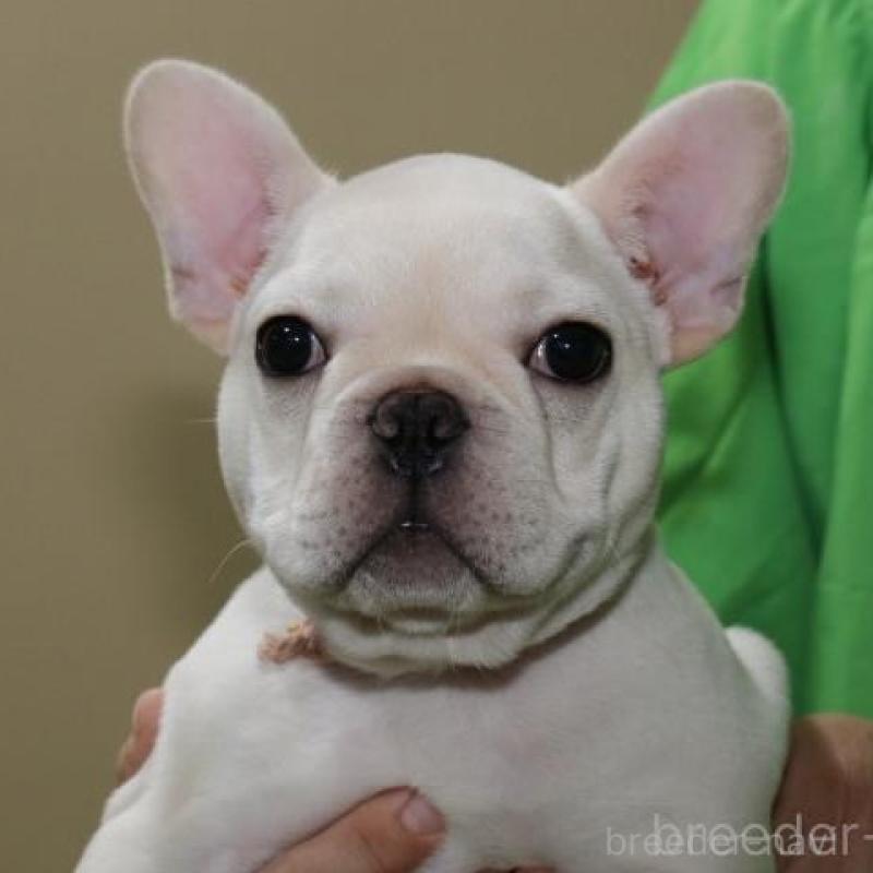 販売中の神奈川県のフレンチブルドッグ-415709の3枚目