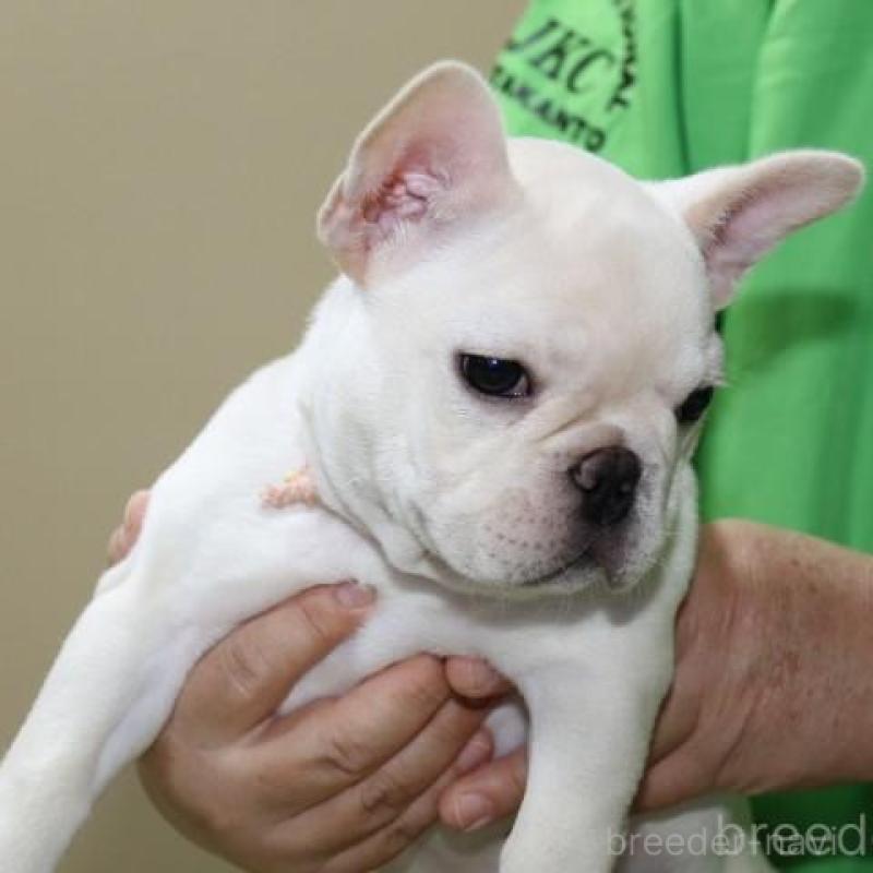 販売中の神奈川県のフレンチブルドッグ-415709の2枚目