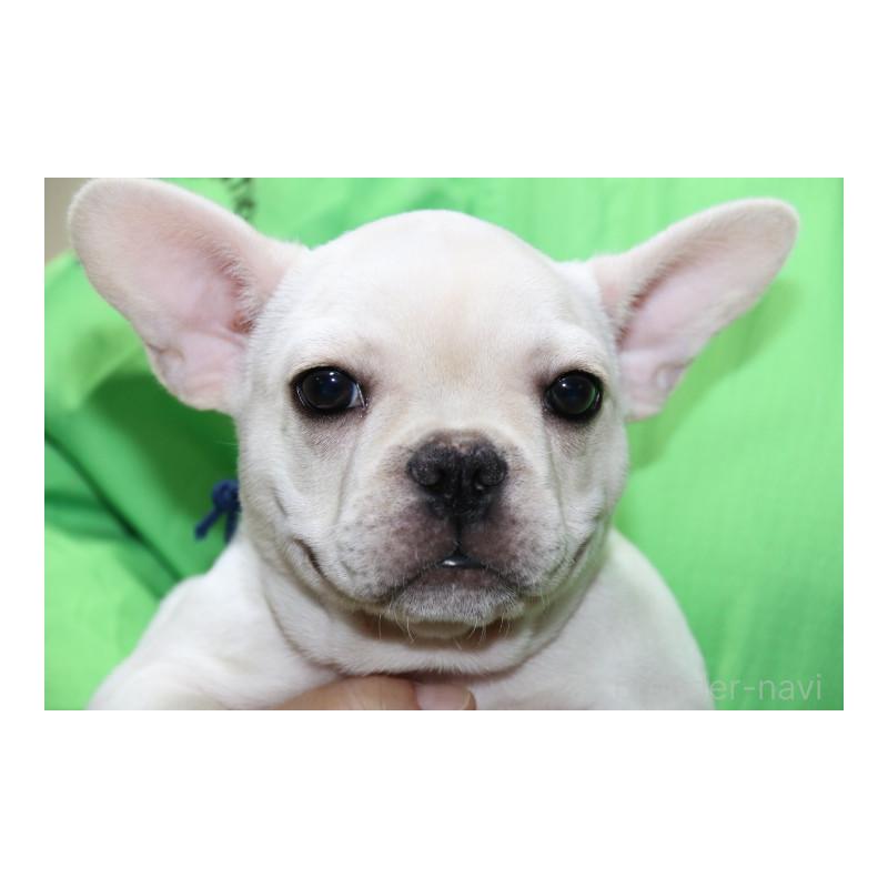 販売中の神奈川県のフレンチブルドッグ-415715