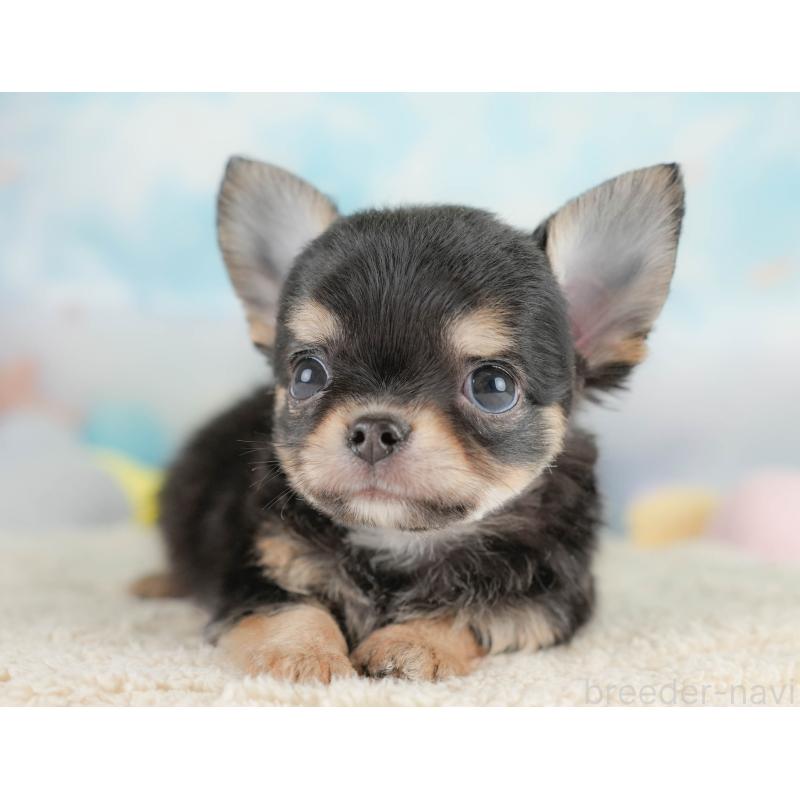 商談中の埼玉県のチワワ(ロングコート)-430306の11枚目