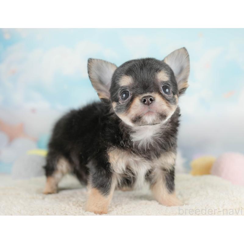 商談中の埼玉県のチワワ(ロングコート)-430306の10枚目