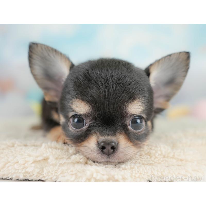 商談中の埼玉県のチワワ(ロングコート)-430306の9枚目