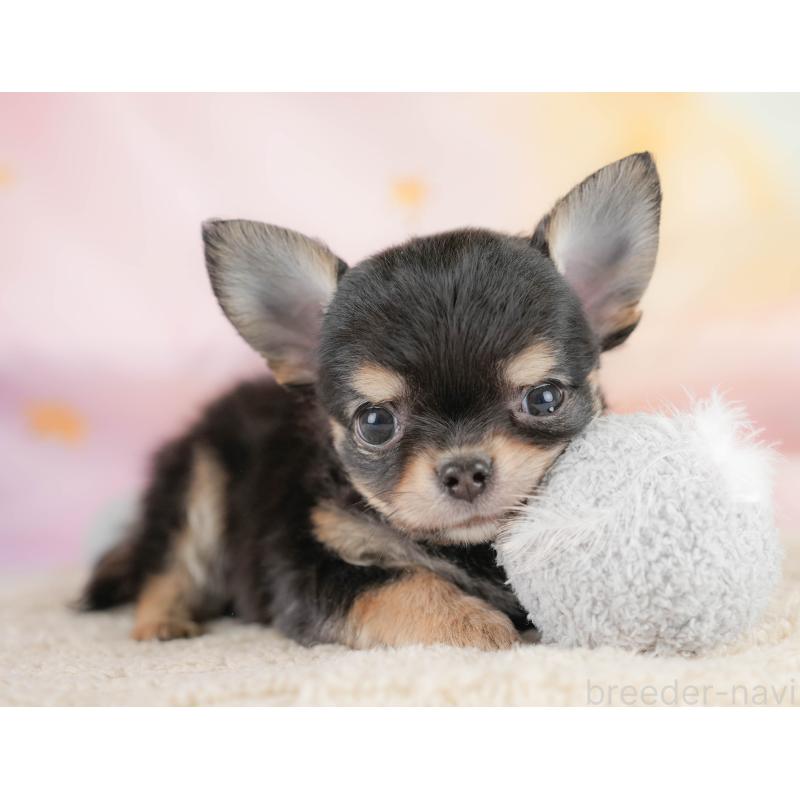 商談中の埼玉県のチワワ(ロングコート)-430306の8枚目