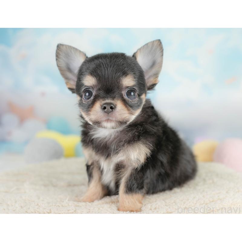 商談中の埼玉県のチワワ(ロングコート)-430306の6枚目