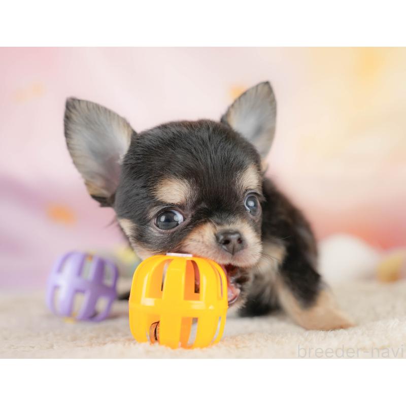 商談中の埼玉県のチワワ(ロングコート)-430306の5枚目