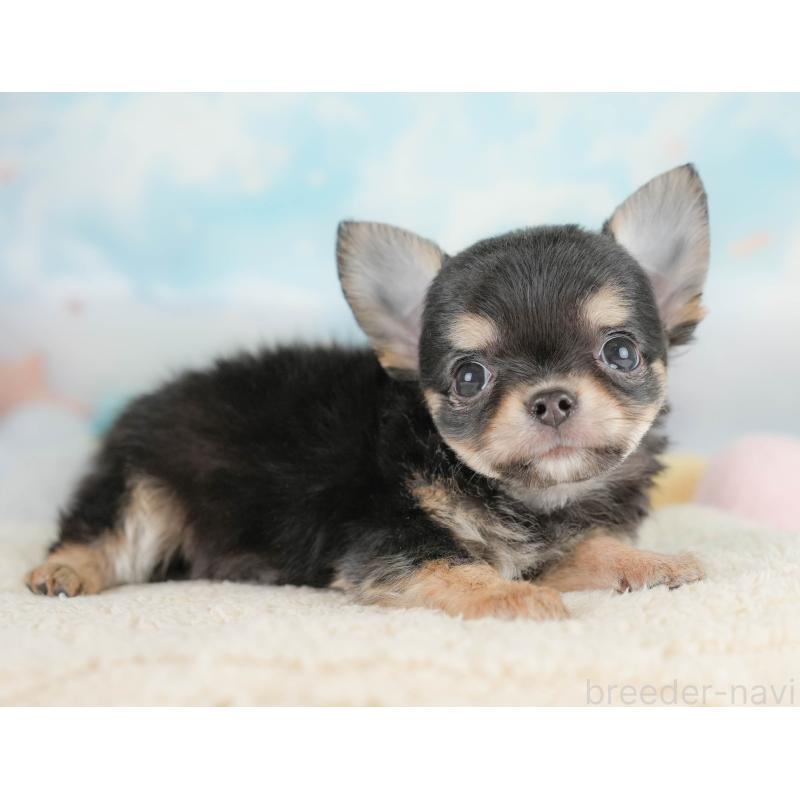 商談中の埼玉県のチワワ(ロングコート)-430306の4枚目