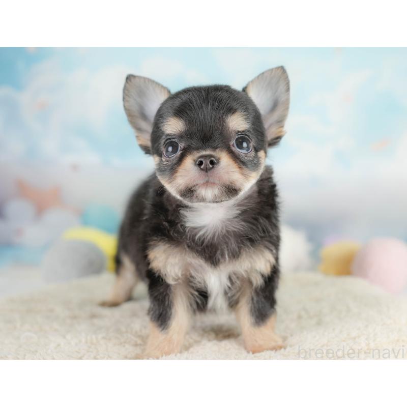 商談中の埼玉県のチワワ(ロングコート)-430306の3枚目