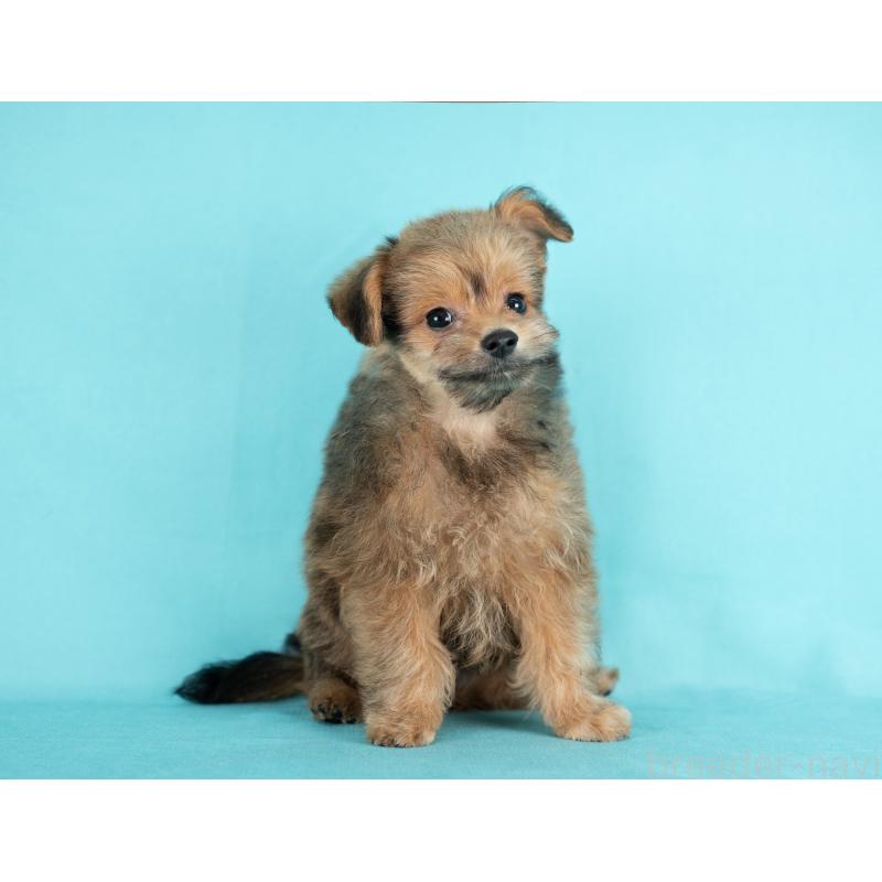 販売中の愛知県のポメプー:ポメラニアン×トイプードル-430307の5枚目