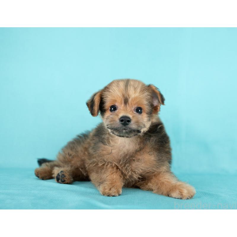 販売中の愛知県のポメプー:ポメラニアン×トイプードル-430307の4枚目