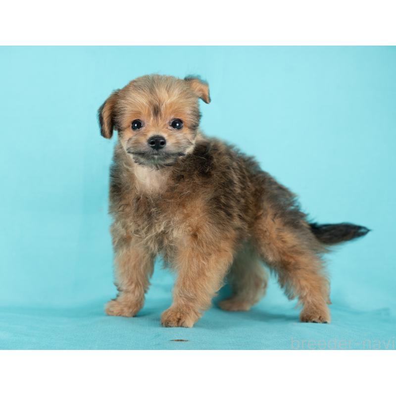 販売中の愛知県のポメプー:ポメラニアン×トイプードル-430307の3枚目