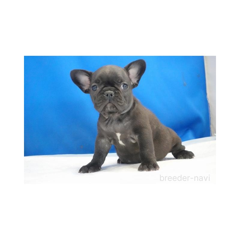 成約済の愛知県のフレンチブルドッグ-427745の5枚目
