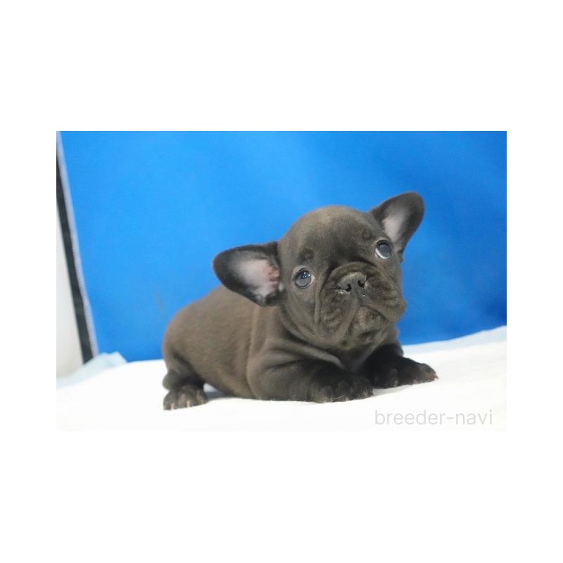 成約済の愛知県のフレンチブルドッグ-427745の4枚目